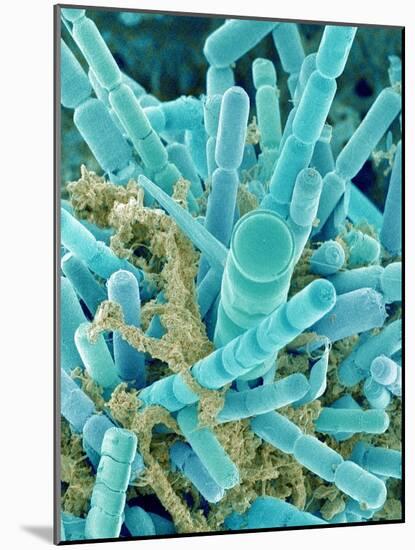 Sea Diatom-Micro Discovery-Mounted Photographic Print