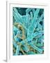 Sea Diatom-Micro Discovery-Framed Photographic Print