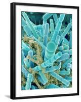 Sea Diatom-Micro Discovery-Framed Photographic Print