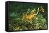 Sea Dragon-null-Framed Stretched Canvas