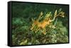 Sea Dragon-null-Framed Stretched Canvas