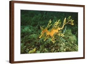 Sea Dragon-null-Framed Photographic Print