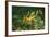 Sea Dragon-null-Framed Photographic Print