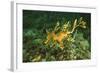 Sea Dragon-null-Framed Photographic Print