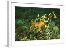 Sea Dragon-null-Framed Photographic Print