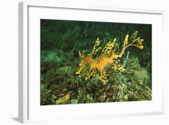 Sea Dragon-null-Framed Photographic Print