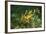 Sea Dragon-null-Framed Photographic Print