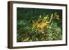 Sea Dragon-null-Framed Photographic Print