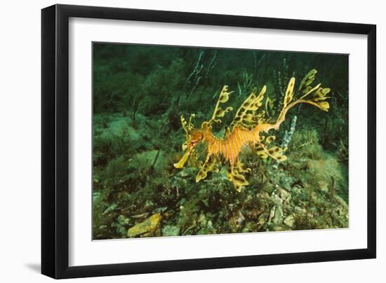 Sea Dragon-null-Framed Photographic Print