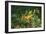 Sea Dragon-null-Framed Photographic Print