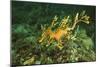 Sea Dragon-null-Mounted Photographic Print