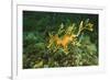 Sea Dragon-null-Framed Photographic Print