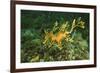 Sea Dragon-null-Framed Photographic Print