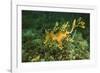 Sea Dragon-null-Framed Photographic Print