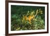 Sea Dragon-null-Framed Photographic Print