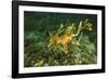 Sea Dragon-null-Framed Photographic Print