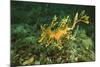 Sea Dragon-null-Mounted Photographic Print