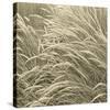 Sea Dune II-Adam Brock-Stretched Canvas