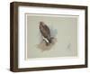 Sea Eagle and Pencil Sketch of Rabbit, C.1915 (W/C & Bodycolour over Pencil on Paper)-Archibald Thorburn-Framed Giclee Print