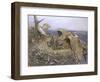 Sea Eagle's Nest, 1907-Bruno Andreas Liljefors-Framed Giclee Print