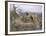 Sea Eagle's Nest, 1907-Bruno Andreas Liljefors-Framed Giclee Print