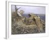 Sea Eagle's Nest, 1907-Bruno Andreas Liljefors-Framed Giclee Print