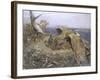 Sea Eagle's Nest, 1907-Bruno Andreas Liljefors-Framed Giclee Print