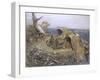 Sea Eagle's Nest, 1907-Bruno Andreas Liljefors-Framed Giclee Print