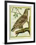 Sea Eagle-Georges-Louis Buffon-Framed Giclee Print