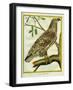 Sea Eagle-Georges-Louis Buffon-Framed Giclee Print