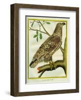 Sea Eagle-Georges-Louis Buffon-Framed Giclee Print