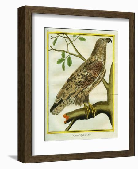 Sea Eagle-Georges-Louis Buffon-Framed Giclee Print