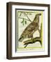 Sea Eagle-Georges-Louis Buffon-Framed Giclee Print