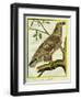 Sea Eagle-Georges-Louis Buffon-Framed Giclee Print