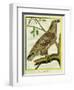 Sea Eagle-Georges-Louis Buffon-Framed Giclee Print