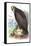 Sea Eagle-Theodore Jasper-Framed Stretched Canvas