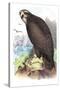 Sea Eagle-Theodore Jasper-Stretched Canvas