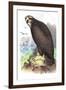 Sea Eagle-Theodore Jasper-Framed Art Print