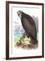 Sea Eagle-Theodore Jasper-Framed Art Print