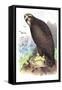 Sea Eagle-Theodore Jasper-Framed Stretched Canvas