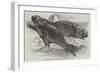 Sea Elephants (Elephant Seals), from the Isle of Desolation-Harrison William Weir-Framed Giclee Print