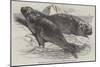 Sea Elephants (Elephant Seals), from the Isle of Desolation-Harrison William Weir-Mounted Giclee Print