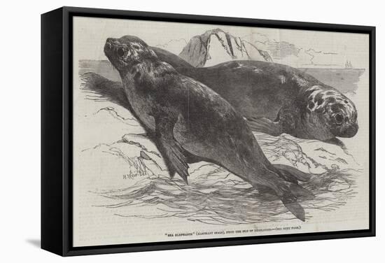 Sea Elephants (Elephant Seals), from the Isle of Desolation-Harrison William Weir-Framed Stretched Canvas