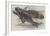 Sea Elephants (Elephant Seals), from the Isle of Desolation-Harrison William Weir-Framed Giclee Print