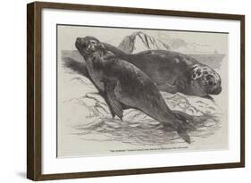 Sea Elephants (Elephant Seals), from the Isle of Desolation-Harrison William Weir-Framed Giclee Print