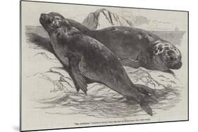 Sea Elephants (Elephant Seals), from the Isle of Desolation-Harrison William Weir-Mounted Giclee Print