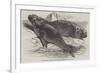 Sea Elephants (Elephant Seals), from the Isle of Desolation-Harrison William Weir-Framed Giclee Print