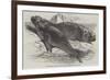 Sea Elephants (Elephant Seals), from the Isle of Desolation-Harrison William Weir-Framed Giclee Print