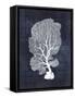 Sea Fan 1-Denise Brown-Framed Stretched Canvas