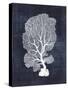 Sea Fan 1-Denise Brown-Stretched Canvas